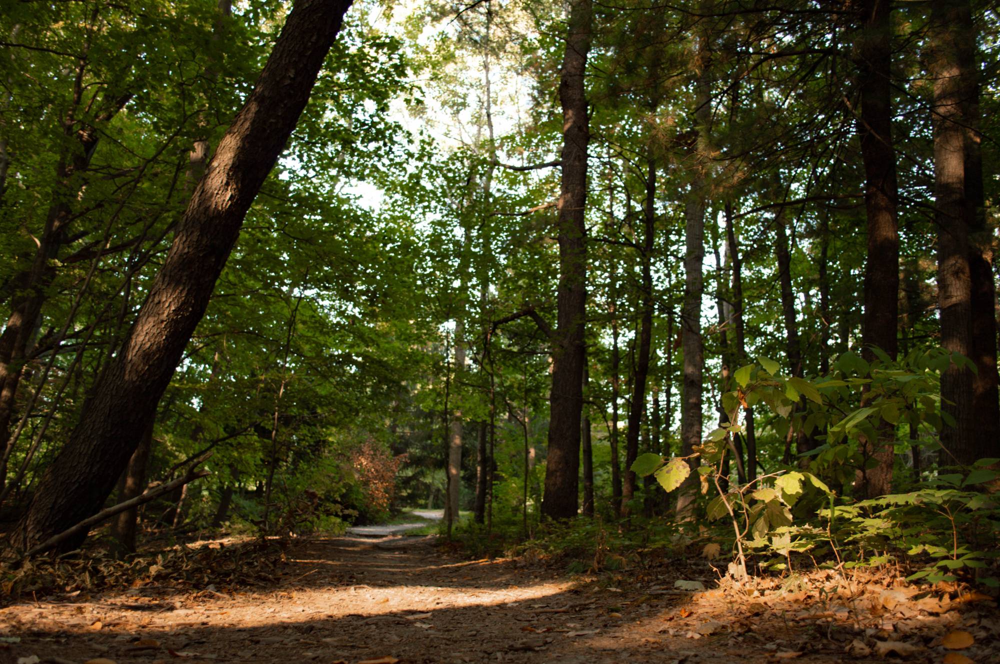 hiking photo local trail